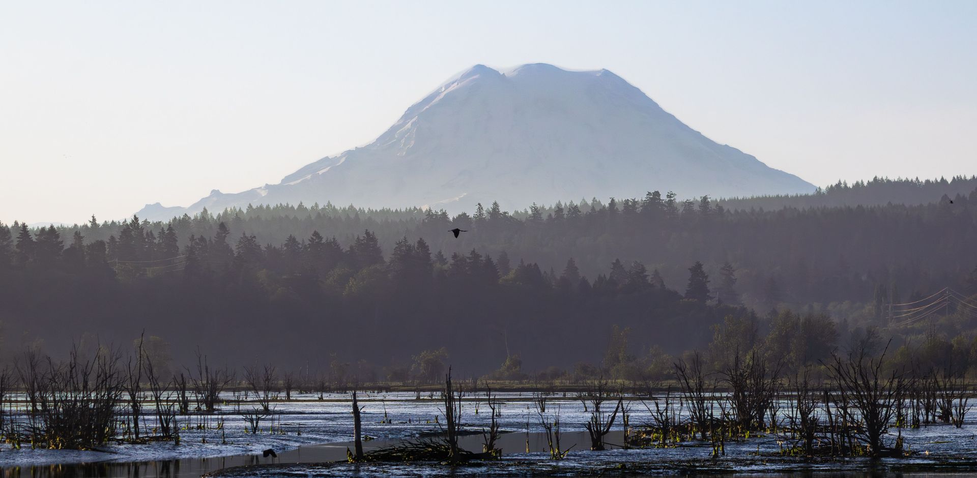 Mount Rainier seen across a flooded lowland wetland in flat morning light, a heron in flight